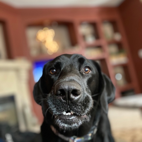 Meet your Posher, Dylan - Picture 1 of 1